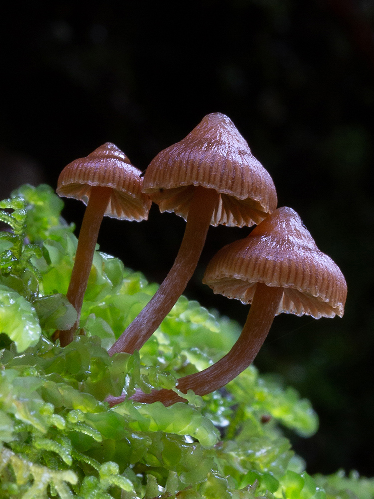 NZ Fungi Cortinarius sp