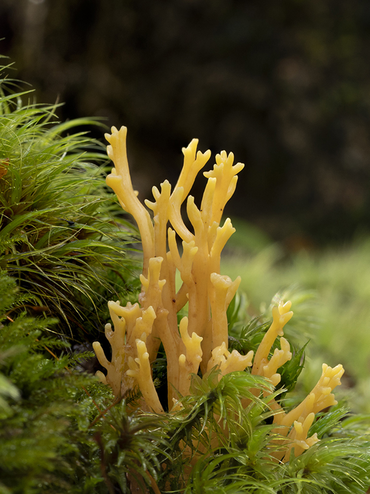 NZ Fungi Coral fungus Ramaria sp