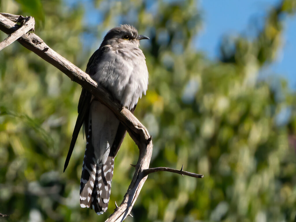Australian birds Fan-tailed Cuckoo