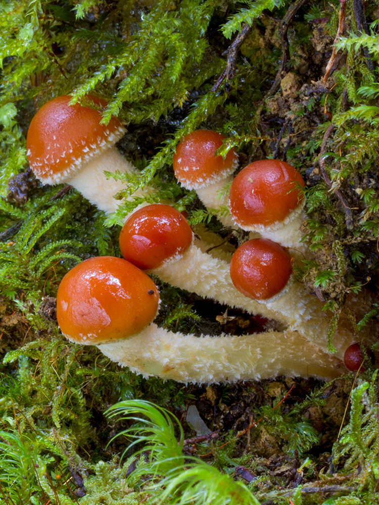 NZ Fungi Hypholoma sublateritum