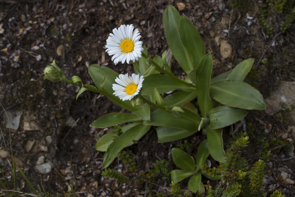 New Zealand Alpine flowers Celmisia dallii Lake Peel track