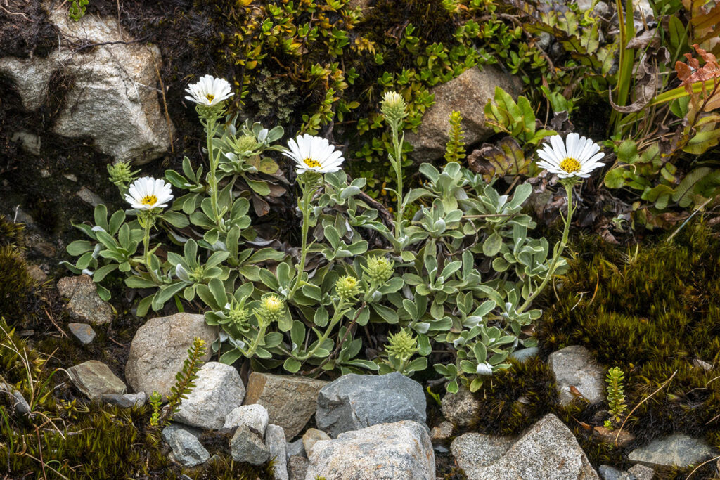 New Zealand Alpine flowers Celmisia haastii Arthurs Pass