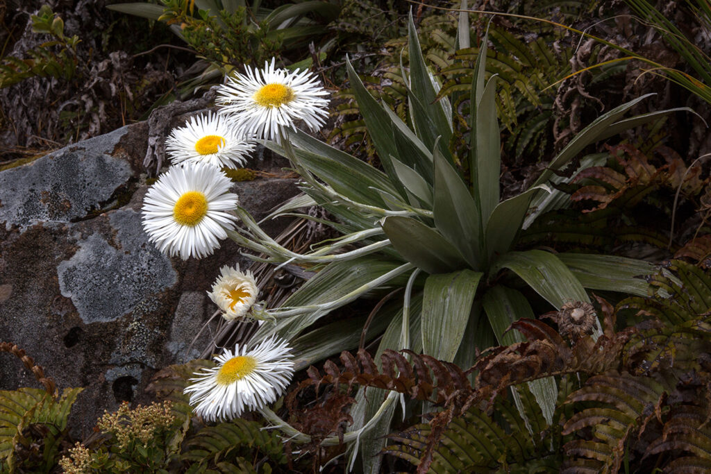 New Zealand Alpine flowers Celmisia semicordata Otira Valley