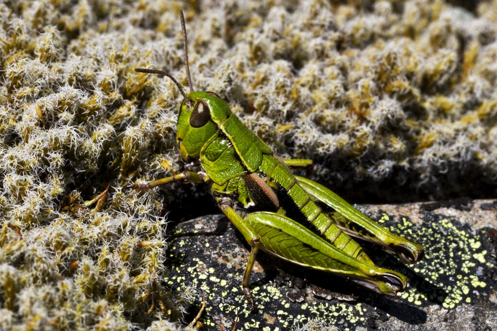 Grasshopper Hooker Valley