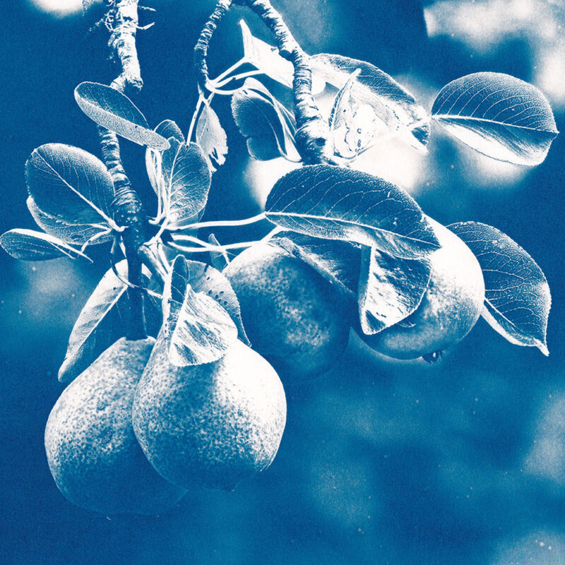 Cyanotype and other Alternative Photographic Processes