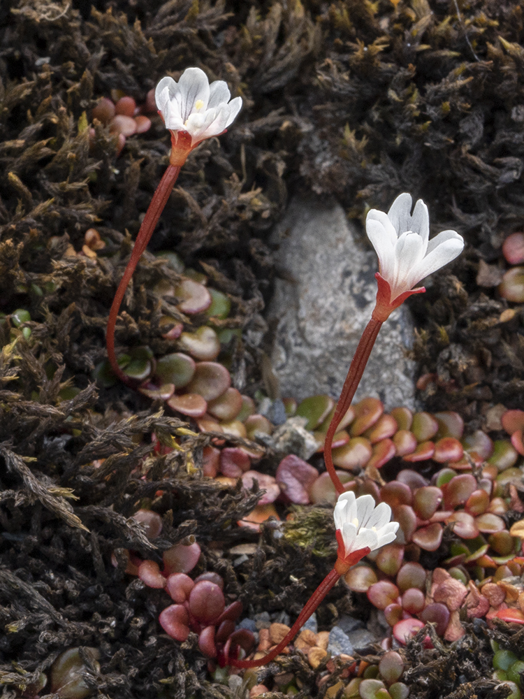 NZ Alpine Flowers Epilobium sp Mt Arthur