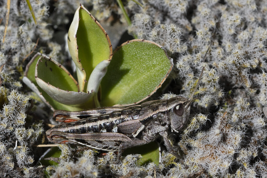 Grasshopper Sigaus australis Mt Arthur