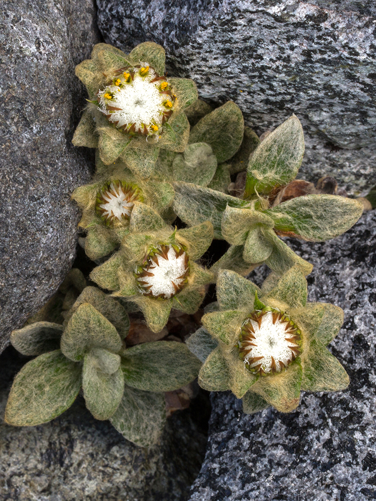 NZ Alpine Flowers Haastia sinclairii Homer Tunnel