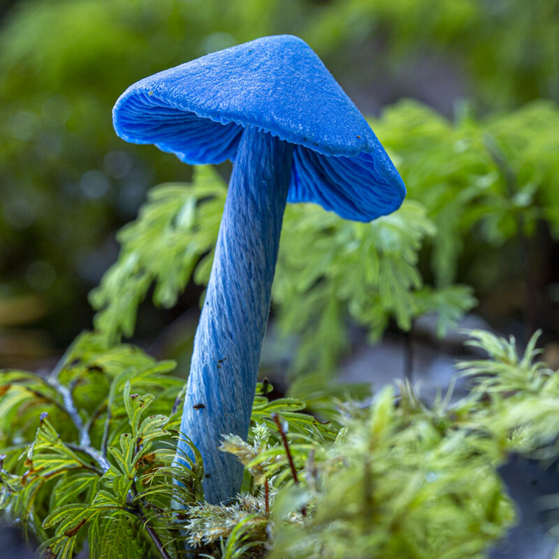 New Zealand Fungi
