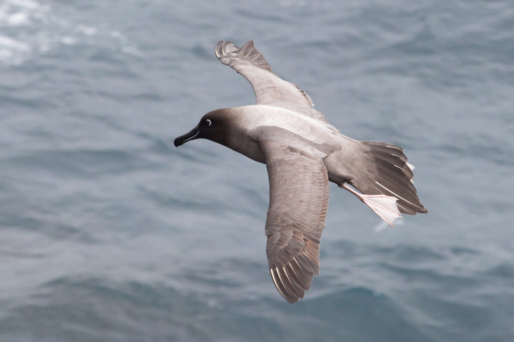 Light-mantled Sooty Albatross Enderby Island Auckland Islands