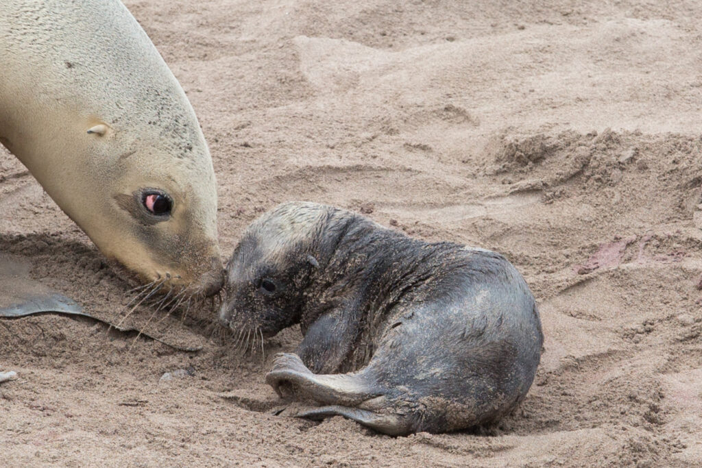 Hookers Sealion and newborn pup Enderby Island Auckland Island