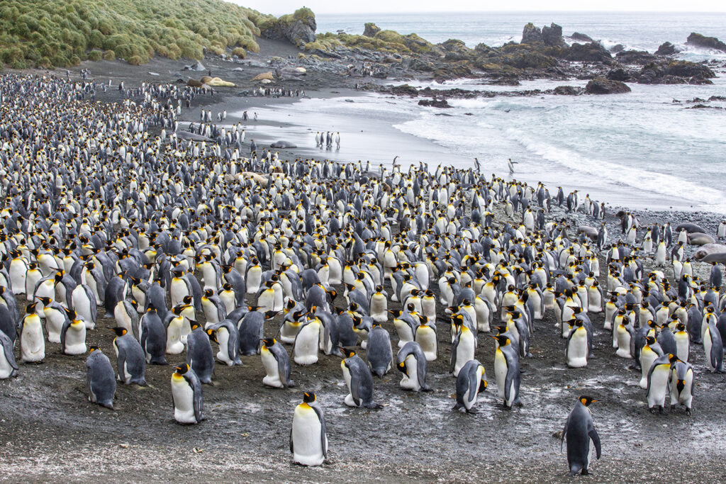 King Penguin colony Macquarie Island