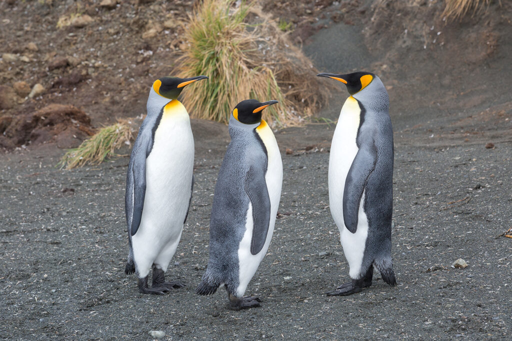 King Penguins Macquarie Island