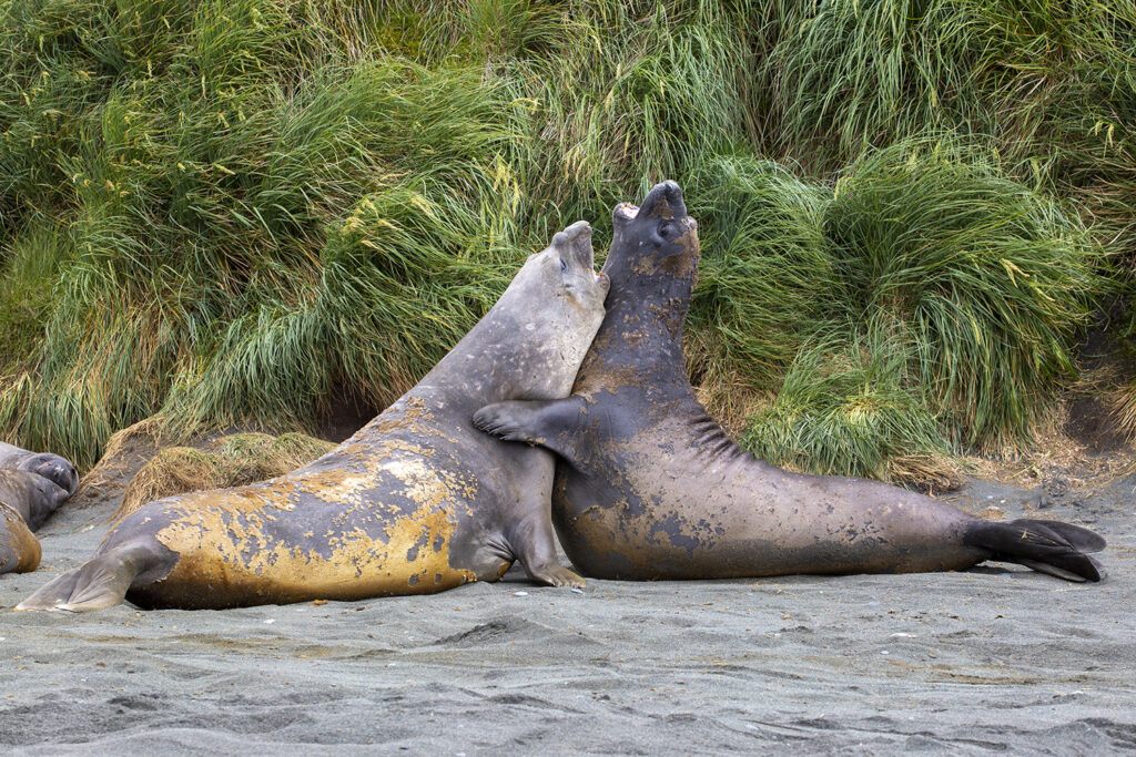 Southern Elelphant Seals Macquarie Island