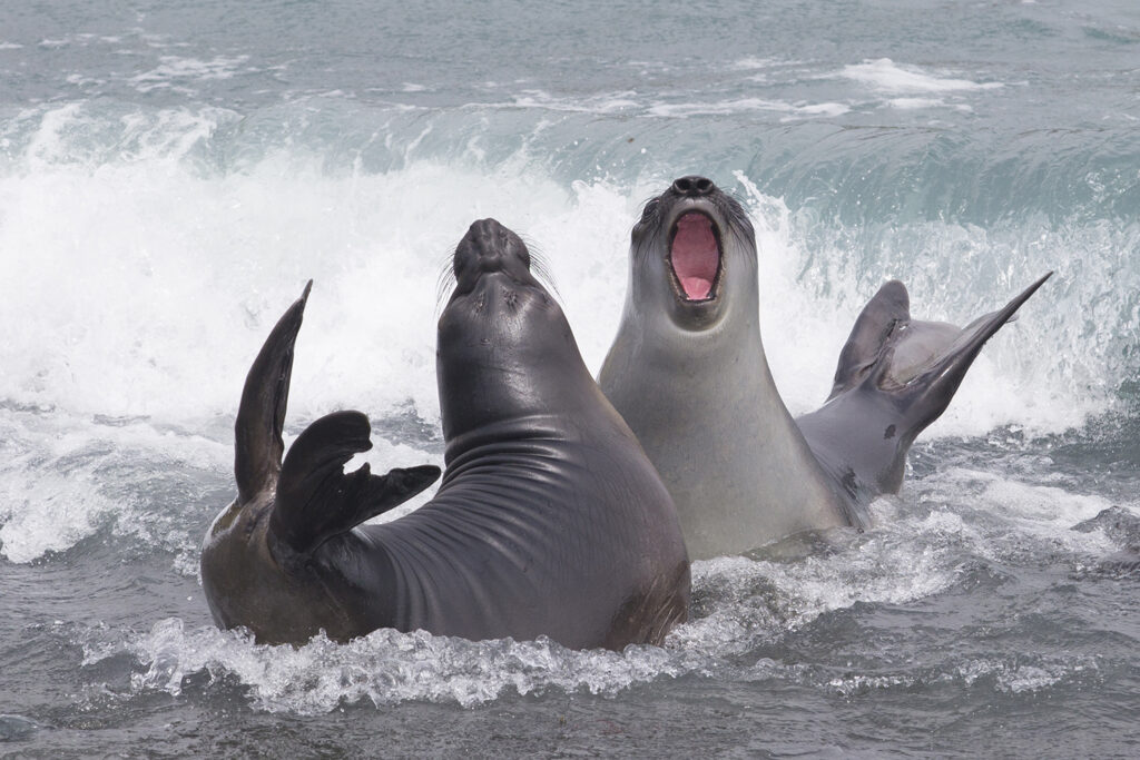 Elephant seals Macquarie Island