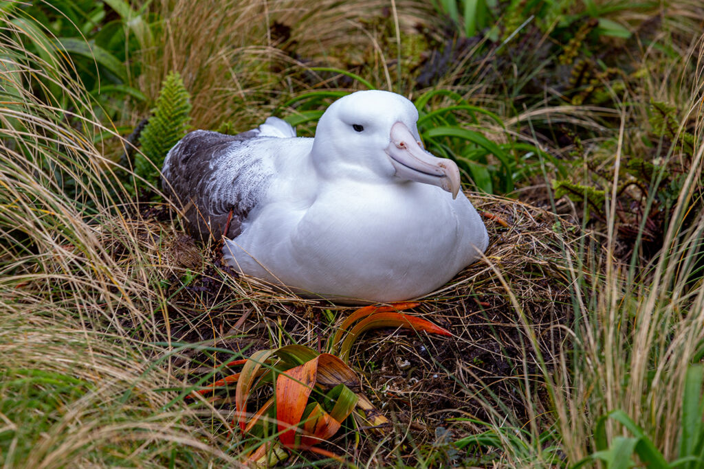 Southern Royal Albatross Campbell Island