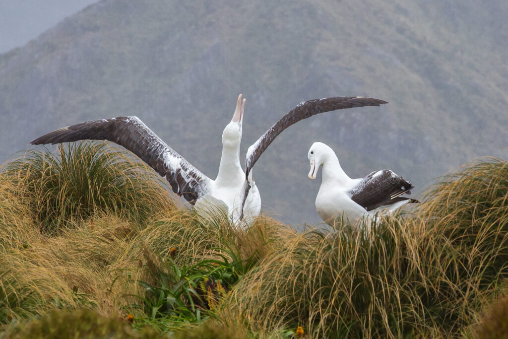 Southern Royal Albatross Campbell Island