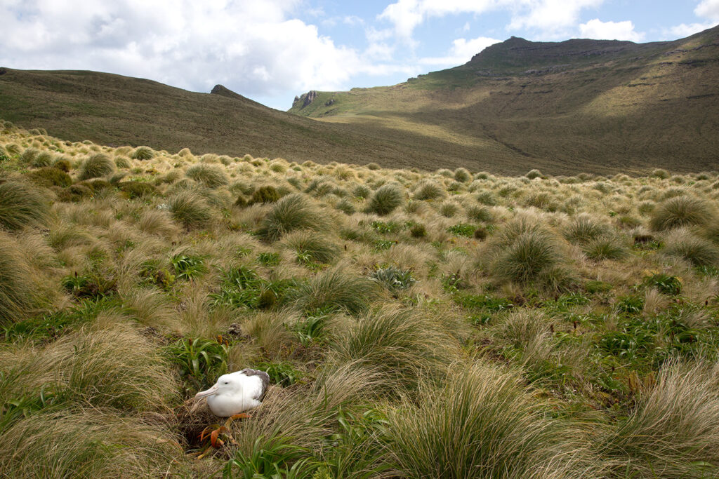 Southern Royal Albatross on nest Campbell Island