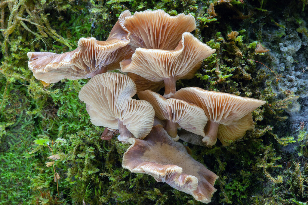 NZ Fungi