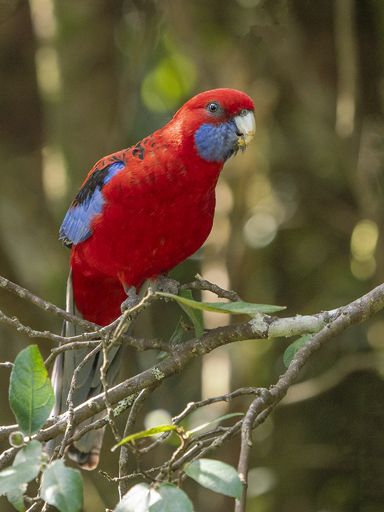 Crimson Rosella Australian Birds
