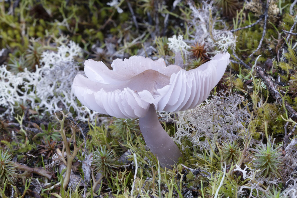 NZ Fungi Porpolomopsis lewelliniae