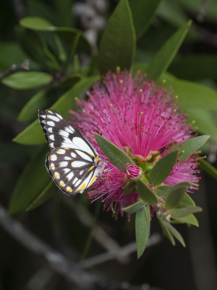 Caper White Butterfly Lamington National Park