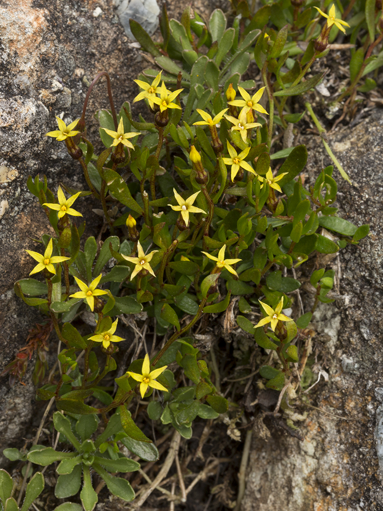 NZ Alpine Flowers Stackhousia sp Cobb Valley