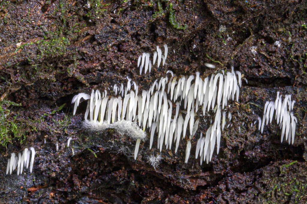 NZ Fungi